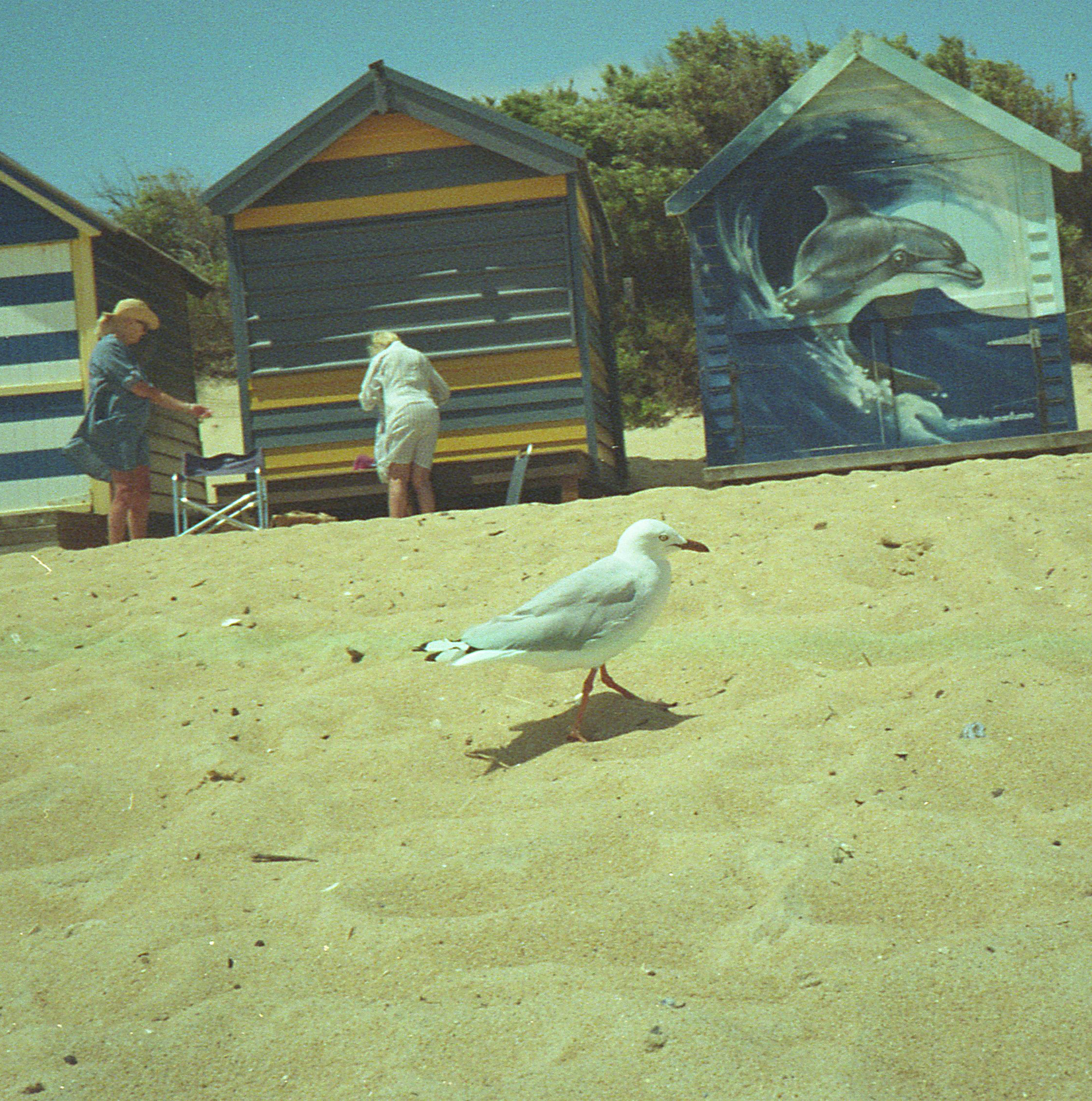 bird