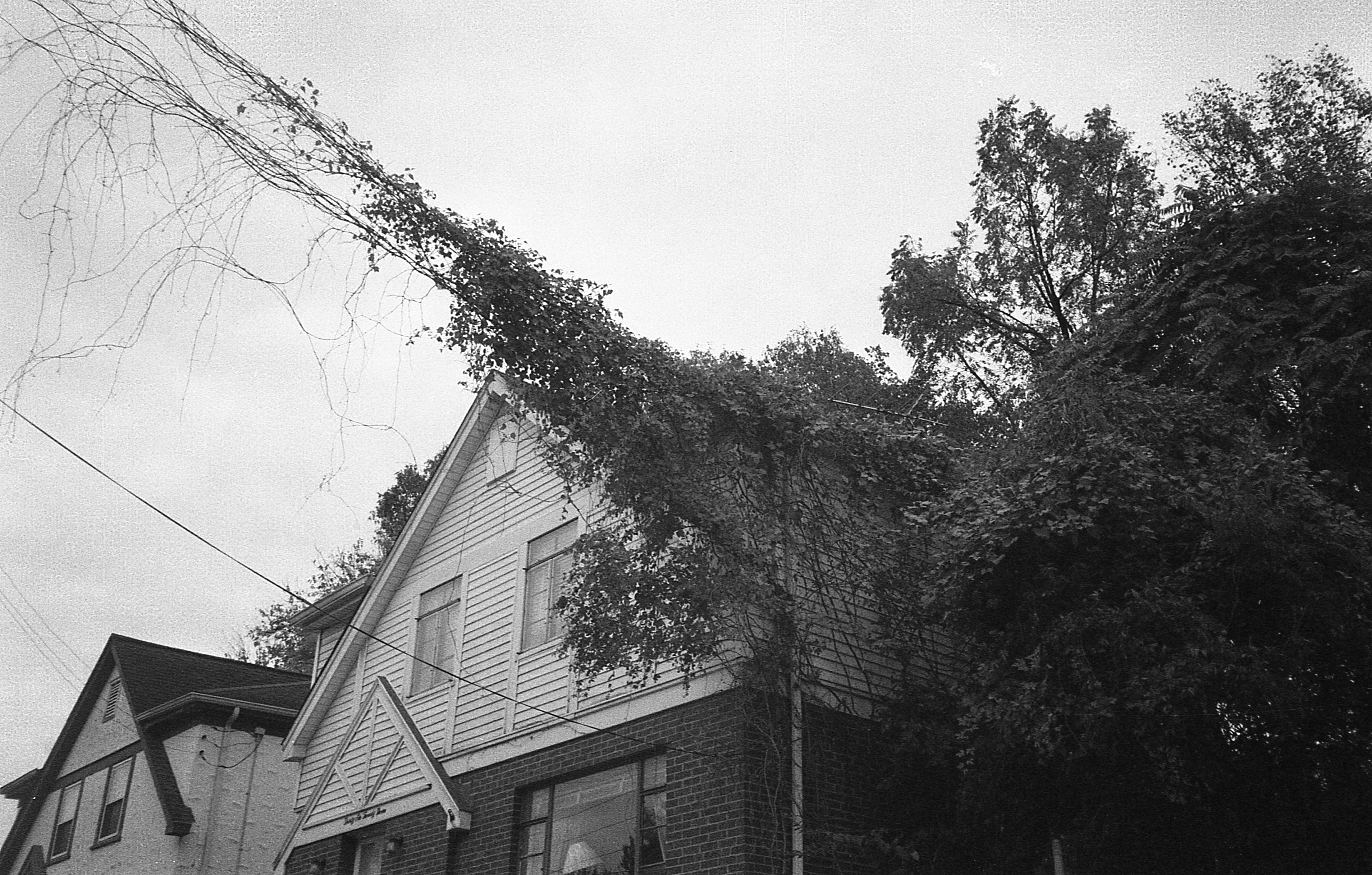 ivy