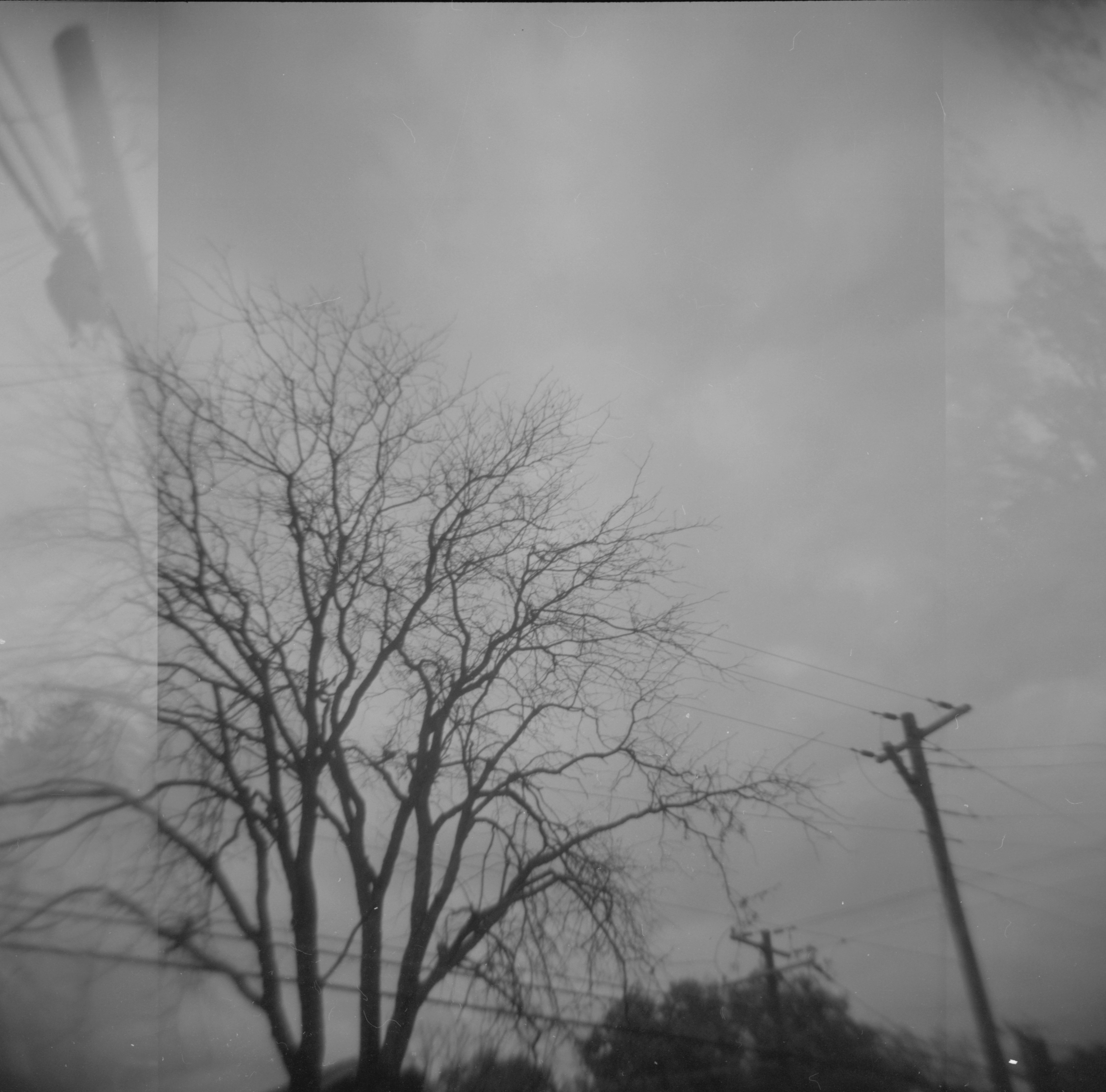 tree